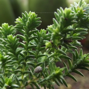 Photographie n°1170777 du taxon Calluna vulgaris (L.) Hull [1808]