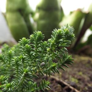 Photographie n°1170778 du taxon Calluna vulgaris (L.) Hull [1808]