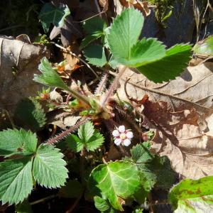 Photographie n°1171271 du taxon Potentilla micrantha Ramond ex DC.