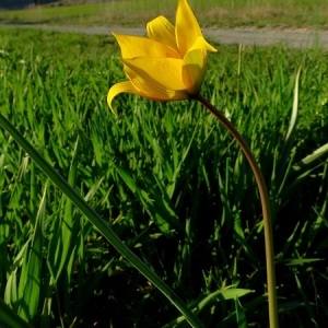 Photographie n°1172349 du taxon Tulipa sylvestris subsp. sylvestris 