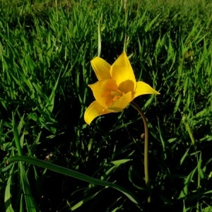 Photographie n°1172353 du taxon Tulipa sylvestris subsp. sylvestris 