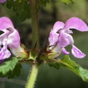 Photographie n°1173186 du taxon Lamium maculatum (L.) L. [1763]