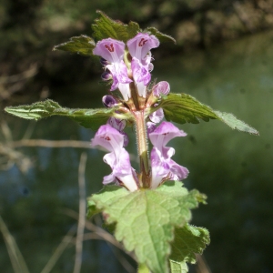 Photographie n°1173187 du taxon Lamium maculatum (L.) L. [1763]