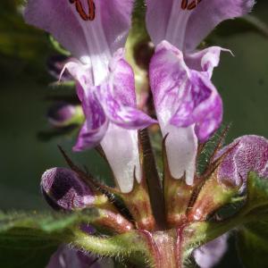 Photographie n°1173191 du taxon Lamium maculatum (L.) L. [1763]