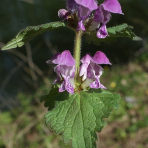 Photographie n°1173192 du taxon Lamium maculatum (L.) L. [1763]