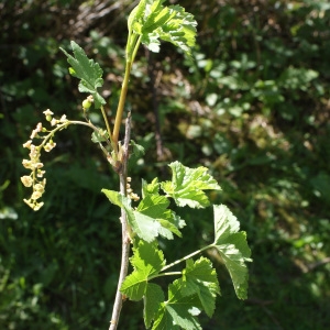 Photographie n°1173196 du taxon Ribes alpinum L. [1753]