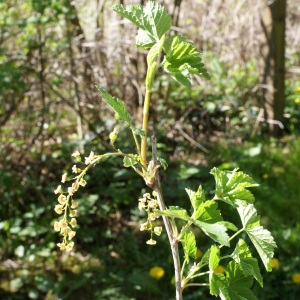 Photographie n°1173202 du taxon Ribes alpinum L. [1753]