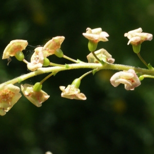 Photographie n°1173209 du taxon Ribes alpinum L. [1753]