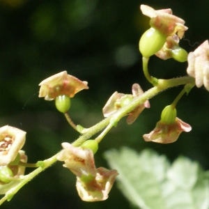 Photographie n°1173210 du taxon Ribes alpinum L. [1753]