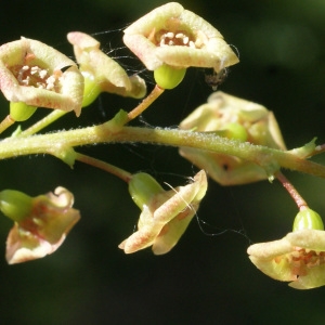 Photographie n°1173215 du taxon Ribes alpinum L. [1753]