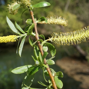 Photographie n°1173229 du taxon Ribes alpinum L. [1753]