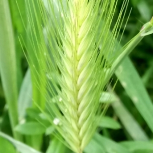 Photographie n°1173357 du taxon Hordeum L. [1753]