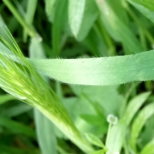 Photographie n°1173358 du taxon Hordeum L. [1753]