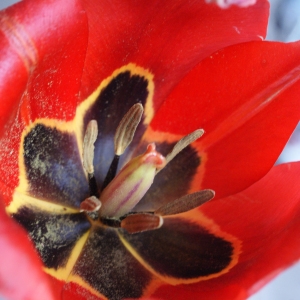 Photographie n°1174268 du taxon Tulipa raddii Reboul [1822]