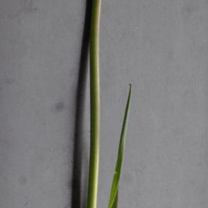 Photographie n°1174269 du taxon Tulipa raddii Reboul [1822]