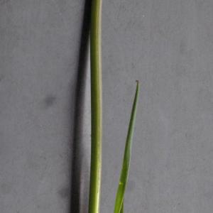 Photographie n°1174270 du taxon Tulipa raddii Reboul [1822]