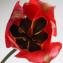  Liliane Roubaudi - Tulipa raddii Reboul [1822]