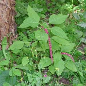 Photographie n°1174343 du taxon Amaranthus caudatus L. [1753]