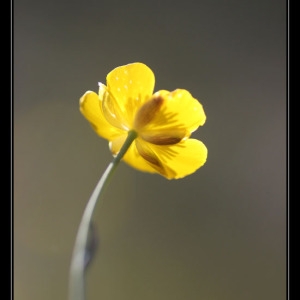 Photographie n°1174594 du taxon Ranunculus gramineus L. [1753]