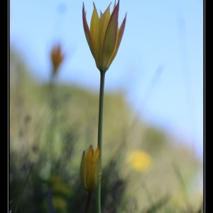 Photographie n°1174600 du taxon Tulipa sylvestris subsp. australis (Link) Pamp. [1914]