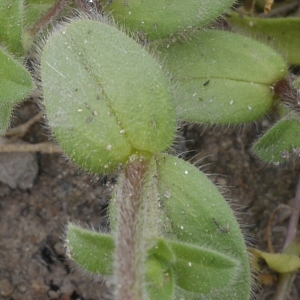 Photographie n°1175107 du taxon Cerastium glomeratum Thuill. [1799]