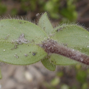 Photographie n°1175108 du taxon Cerastium glomeratum Thuill. [1799]