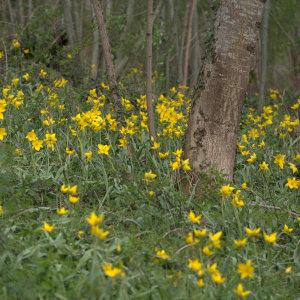 Photographie n°1175457 du taxon Tulipa sylvestris L.