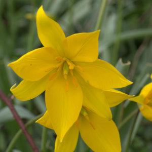 Photographie n°1175458 du taxon Tulipa sylvestris L.