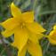  Philippe FERRANTE - Tulipa sylvestris L.