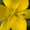  Philippe FERRANTE - Tulipa sylvestris L.