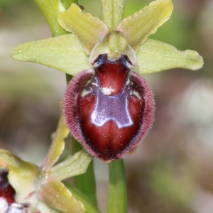 Photographie n°1175549 du taxon Ophrys provincialis (Baumann & Künkele) Paulus [1988]