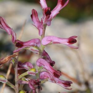 Photographie n°1175688 du taxon Fumaria bastardii Boreau [1847]