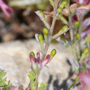 Photographie n°1175689 du taxon Fumaria bastardii Boreau [1847]