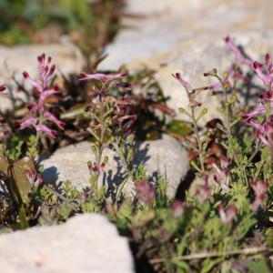 Photographie n°1175690 du taxon Fumaria bastardii Boreau [1847]