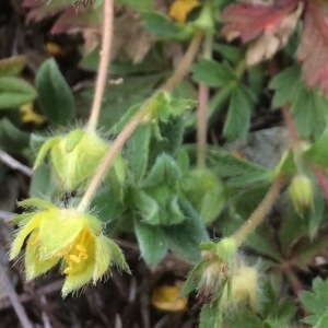 Photographie n°1176012 du taxon Potentilla verna L. [1753]