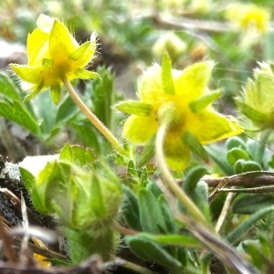 Photographie n°1176013 du taxon Potentilla verna L. [1753]