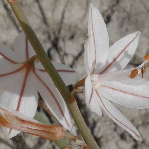 Photographie n°1176097 du taxon Asphodelus fistulosus L. [1753]