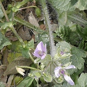 Photographie n°1176226 du taxon Erodium moschatum (L.) L'Hér.