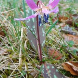 Photographie n°1176375 du taxon Erythronium dens-canis L. [1753]