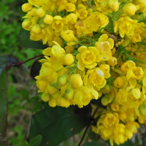 Photographie n°1176802 du taxon Berberis aquifolium Pursh [1814]