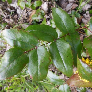 Photographie n°1176803 du taxon Berberis aquifolium Pursh [1814]