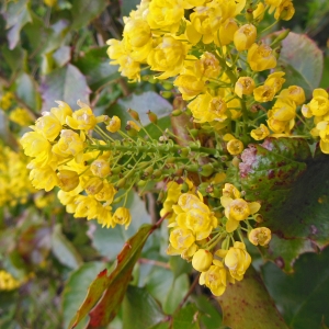 Photographie n°1176805 du taxon Berberis aquifolium Pursh [1814]