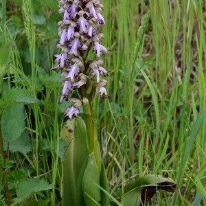 Photographie n°1177482 du taxon Himantoglossum robertianum (Loisel.) P.Delforge [1999]