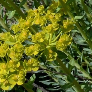 Photographie n°1177520 du taxon Euphorbia seguieriana Neck. [1770]
