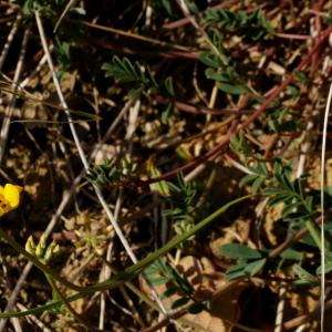 Photographie n°1179464 du taxon Hippocrepis comosa L. [1753]
