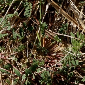 Photographie n°1179465 du taxon Hippocrepis comosa L. [1753]