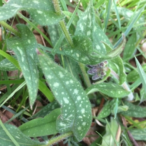 Photographie n°1179624 du taxon Pulmonaria longifolia (Bastard) Boreau [1857]