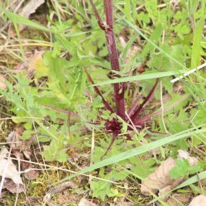 Photographie n°1180089 du taxon Crepis L. [1753]