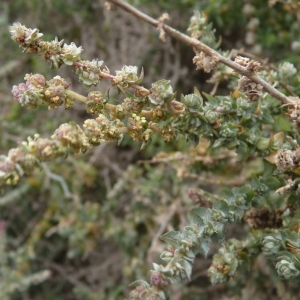  - Atriplex glauca L. [1755]