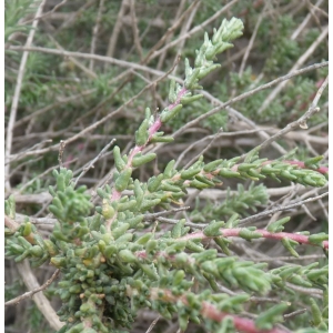Bassia hyssopifolia (Pall.) Kuntze (Bassia)